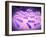 Microscopic View of Listeria Monocytogenes-null-Framed Art Print