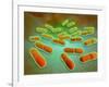 Microscopic View of Listeria Monocytogenes-null-Framed Art Print