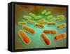 Microscopic View of Listeria Monocytogenes-null-Framed Stretched Canvas