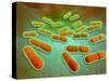 Microscopic View of Listeria Monocytogenes-null-Stretched Canvas