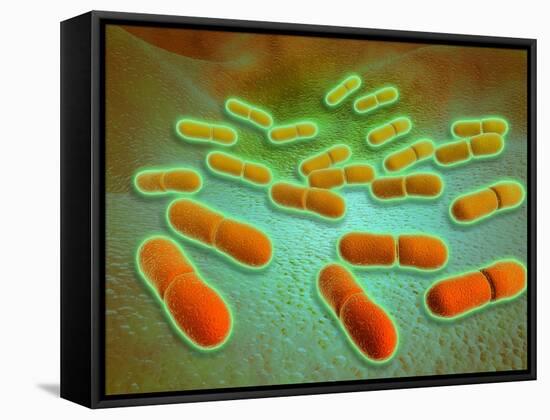 Microscopic View of Listeria Monocytogenes-null-Framed Stretched Canvas