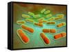 Microscopic View of Listeria Monocytogenes-null-Framed Stretched Canvas