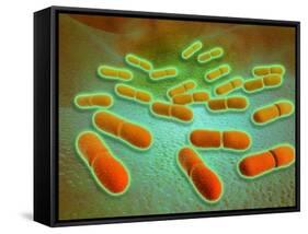 Microscopic View of Listeria Monocytogenes-null-Framed Stretched Canvas