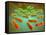 Microscopic View of Listeria Monocytogenes-null-Framed Stretched Canvas