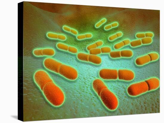 Microscopic View of Listeria Monocytogenes-null-Stretched Canvas