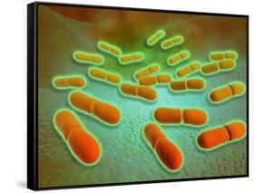 Microscopic View of Listeria Monocytogenes-null-Framed Stretched Canvas