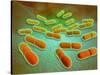 Microscopic View of Listeria Monocytogenes-null-Stretched Canvas