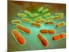 Microscopic View of Listeria Monocytogenes-null-Mounted Art Print