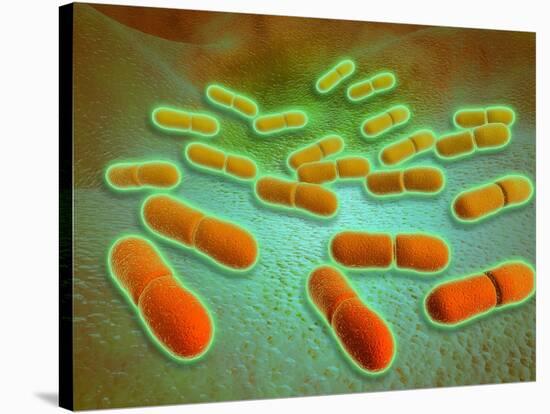 Microscopic View of Listeria Monocytogenes-null-Stretched Canvas