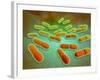 Microscopic View of Listeria Monocytogenes-null-Framed Art Print