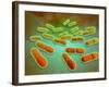 Microscopic View of Listeria Monocytogenes-null-Framed Art Print