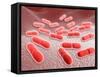 Microscopic View of Listeria Monocytogenes-null-Framed Stretched Canvas