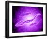 Microscopic View of Male Sperm Cells-null-Framed Art Print