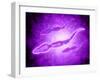 Microscopic View of Male Sperm Cells-null-Framed Art Print