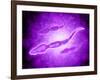 Microscopic View of Male Sperm Cells-null-Framed Art Print