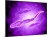 Microscopic View of Male Sperm Cells-null-Mounted Art Print