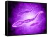 Microscopic View of Male Sperm Cells-null-Framed Stretched Canvas