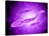 Microscopic View of Male Sperm Cells-null-Stretched Canvas