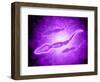 Microscopic View of Male Sperm Cells-null-Framed Art Print