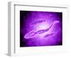 Microscopic View of Male Sperm Cells-null-Framed Art Print