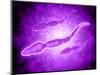 Microscopic View of Male Sperm Cells-null-Mounted Art Print