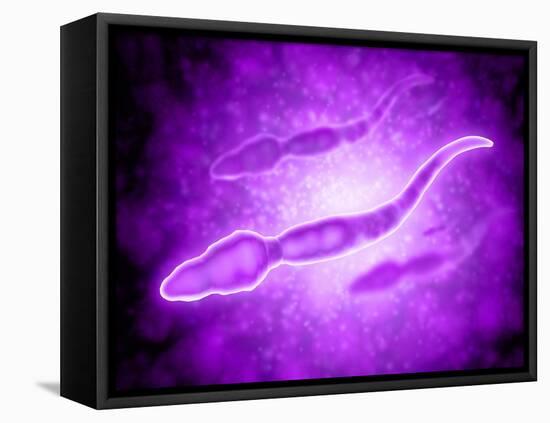 Microscopic View of Male Sperm Cells-null-Framed Stretched Canvas