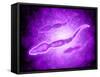 Microscopic View of Male Sperm Cells-null-Framed Stretched Canvas