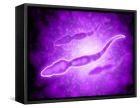 Microscopic View of Male Sperm Cells-null-Framed Stretched Canvas