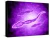 Microscopic View of Male Sperm Cells-null-Stretched Canvas