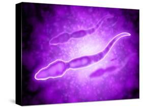 Microscopic View of Male Sperm Cells-null-Stretched Canvas