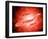 Microscopic View of Male Sperm Cells-null-Framed Art Print