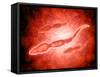 Microscopic View of Male Sperm Cells-null-Framed Stretched Canvas