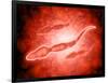 Microscopic View of Male Sperm Cells-null-Framed Art Print