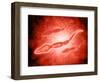 Microscopic View of Male Sperm Cells-null-Framed Art Print