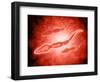 Microscopic View of Male Sperm Cells-null-Framed Art Print