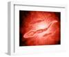 Microscopic View of Male Sperm Cells-null-Framed Art Print