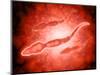 Microscopic View of Male Sperm Cells-null-Mounted Art Print