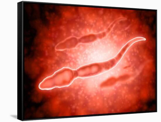 Microscopic View of Male Sperm Cells-null-Framed Stretched Canvas