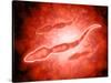 Microscopic View of Male Sperm Cells-null-Stretched Canvas