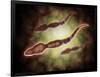 Microscopic View of Male Sperm Cells-null-Framed Art Print