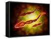 Microscopic View of Male Sperm Cells-null-Framed Stretched Canvas