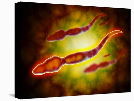 Microscopic View of Male Sperm Cells-null-Stretched Canvas