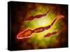 Microscopic View of Male Sperm Cells-null-Stretched Canvas