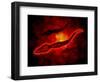 Microscopic View of Male Sperm Cells-null-Framed Art Print