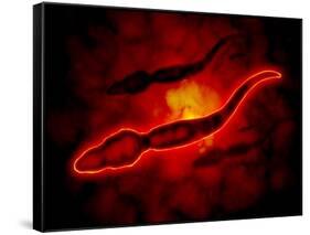 Microscopic View of Male Sperm Cells-null-Framed Stretched Canvas