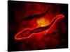 Microscopic View of Male Sperm Cells-null-Stretched Canvas