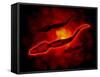 Microscopic View of Male Sperm Cells-null-Framed Stretched Canvas