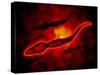 Microscopic View of Male Sperm Cells-null-Stretched Canvas