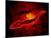 Microscopic View of Male Sperm Cells-null-Mounted Art Print