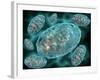 Microscopic View of Mitochondria-Stocktrek Images-Framed Photographic Print